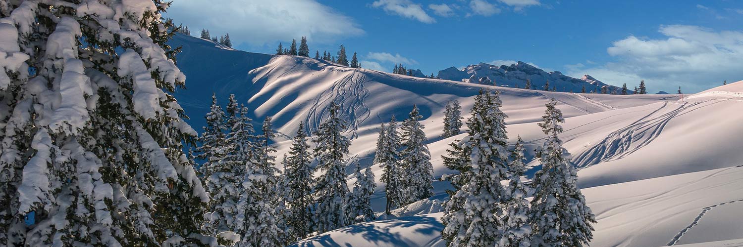 Sapin sous la neige