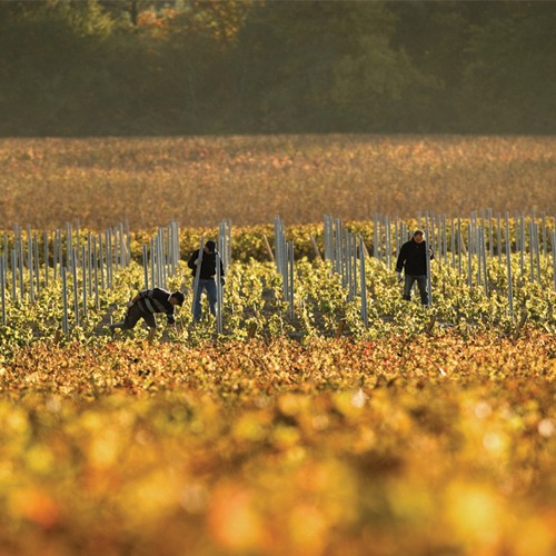 Photo de 3 personnes qui s'occupent des vignes dans un champ en automne.