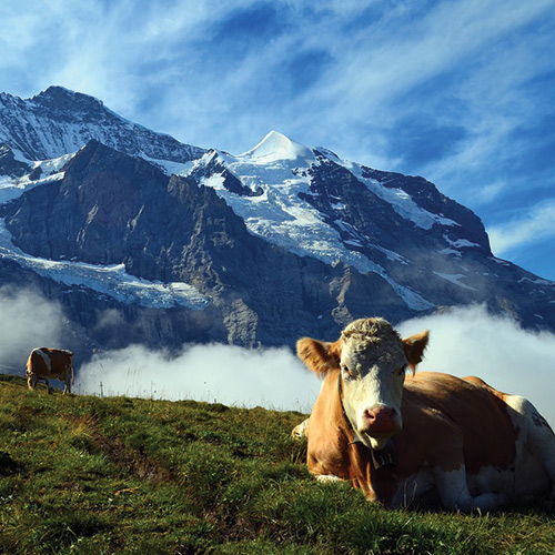 Photo d'une vache allongée sur une montagne en Suisse, nous voyons d'autres montagnes avec de la neige