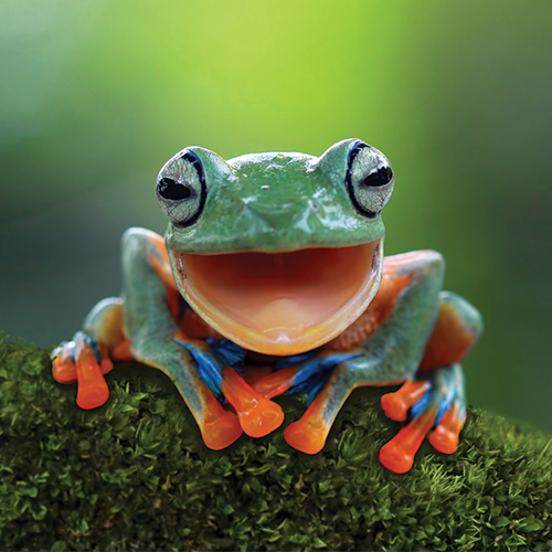 Photo d'une grenouille verte qui a les pattes orange, posée sur une branche d'arbre