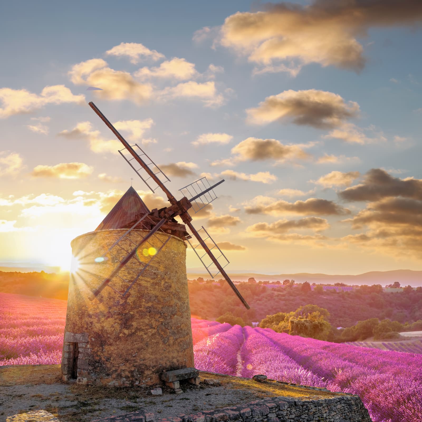 moulin dans un champs de fleurs avec un couché de soleil
