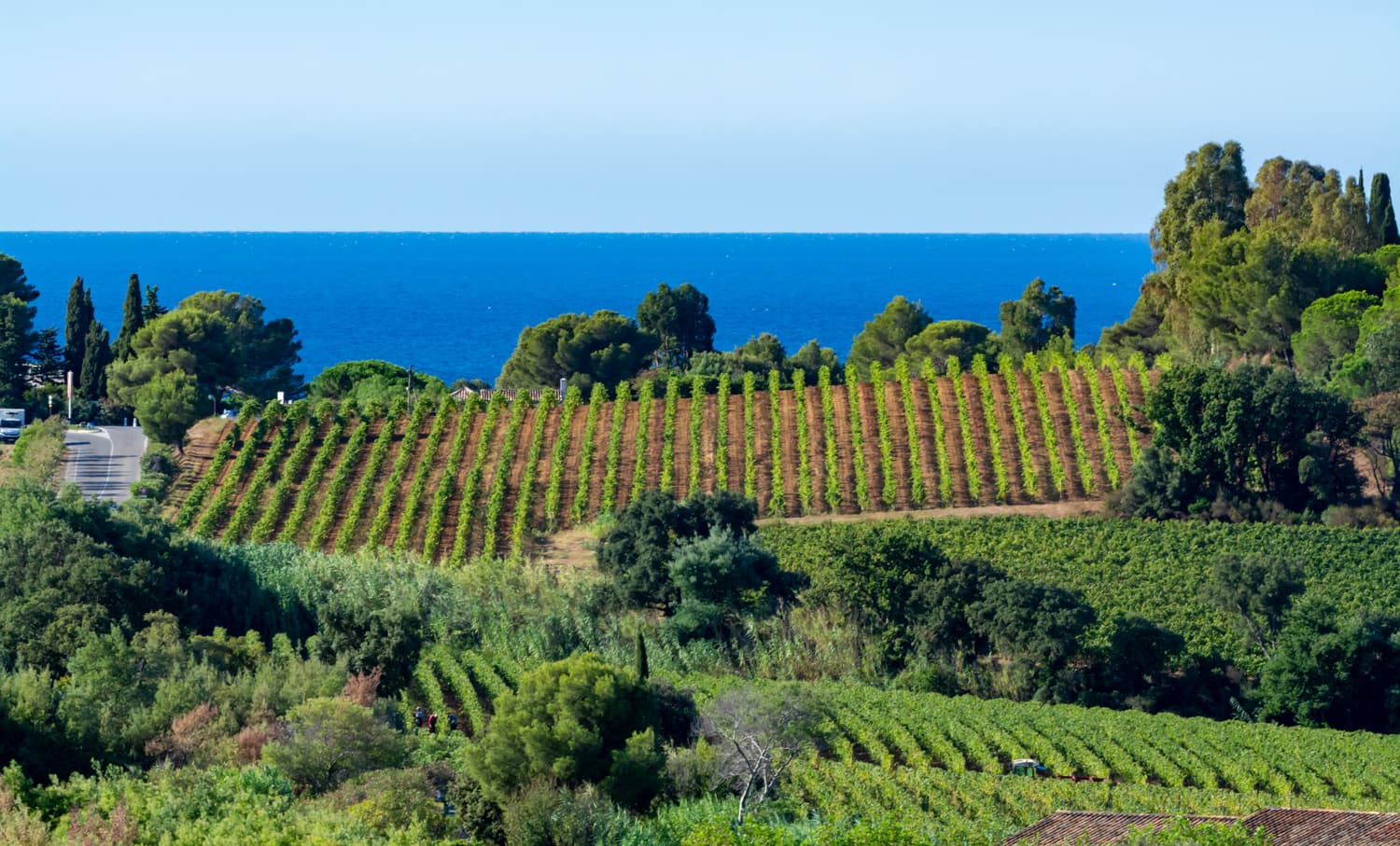 Des rangées de vignes verdoyantes s'étendent à flanc de colline face à la mer Méditerranée, sous un ciel bleu et dégagé.