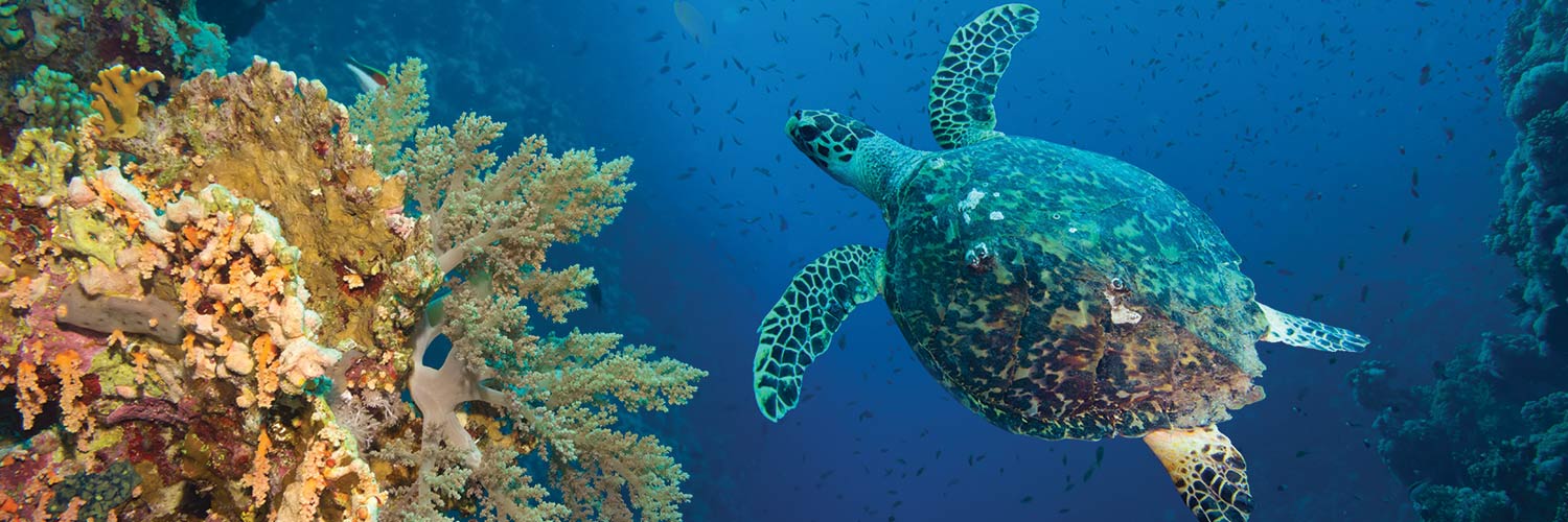 Photo d'une tortue dans l'océan, à côté de coraux 